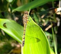 トンボは何を食べるのですか 飼うのは難しいですか 先の回答者の Yahoo 知恵袋