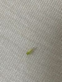 この虫なんて名前ですか 米粒よりも小さいくらいの虫で夜部屋に忍び込んできま Yahoo 知恵袋