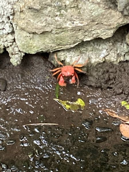 これなんのカニですか 食べれますか このカニは何食べますか アカテ Yahoo 知恵袋