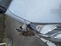 よく車に鳥からフンを落とされるのですが 簡単に防ぐ方法はあり Yahoo 知恵袋