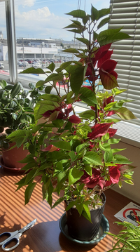 この植物の名前ご存知の方いらっしゃいませんか 会社の観葉植物の世 Yahoo 知恵袋