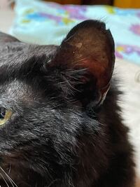 獣医の方に 猫の不妊去勢手術と耳カットについてお聞きします Yahoo 知恵袋