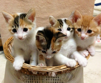 こんばんはねこを飼ってる皆さん皆さんのpcの壁紙はねこちゃんですか 私の Yahoo 知恵袋