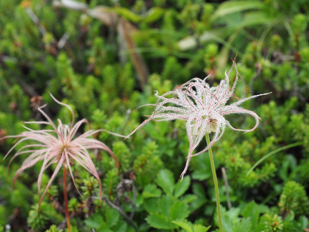 この花の名前を教えてください Yahoo 知恵袋