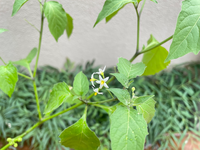 なすを育てています 花が咲いたのですが 小さくて白いです 本当 Yahoo 知恵袋