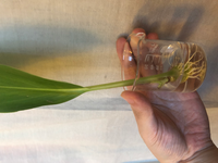 コルジリネの水栽培のやり方と土への植え替えについて質問です 5月に花束でい Yahoo 知恵袋