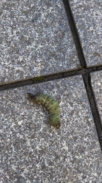 この毛虫を教えてくださいm M オオムラサキ か スカシ Yahoo 知恵袋