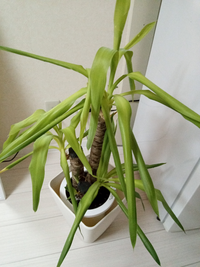 観葉植物が枯れてしまいました 悲しいのですが どのように処分したらよ Yahoo 知恵袋