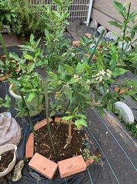 キンカンの花がたくさん咲きました 植えて5年くらい経ちます Yahoo 知恵袋