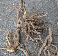 自宅の花壇を掃除したら、まるで切株のような太い茎と無数の根を張る植物が埋まっていました。茎の中は黄色く、地上部は刈り取った後だったのでよくわかりません。
何という植物なのでしょうか。 