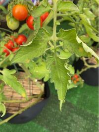 スーパーで購入したトマトに黒い点があったのですが スーパーで購入 Yahoo 知恵袋