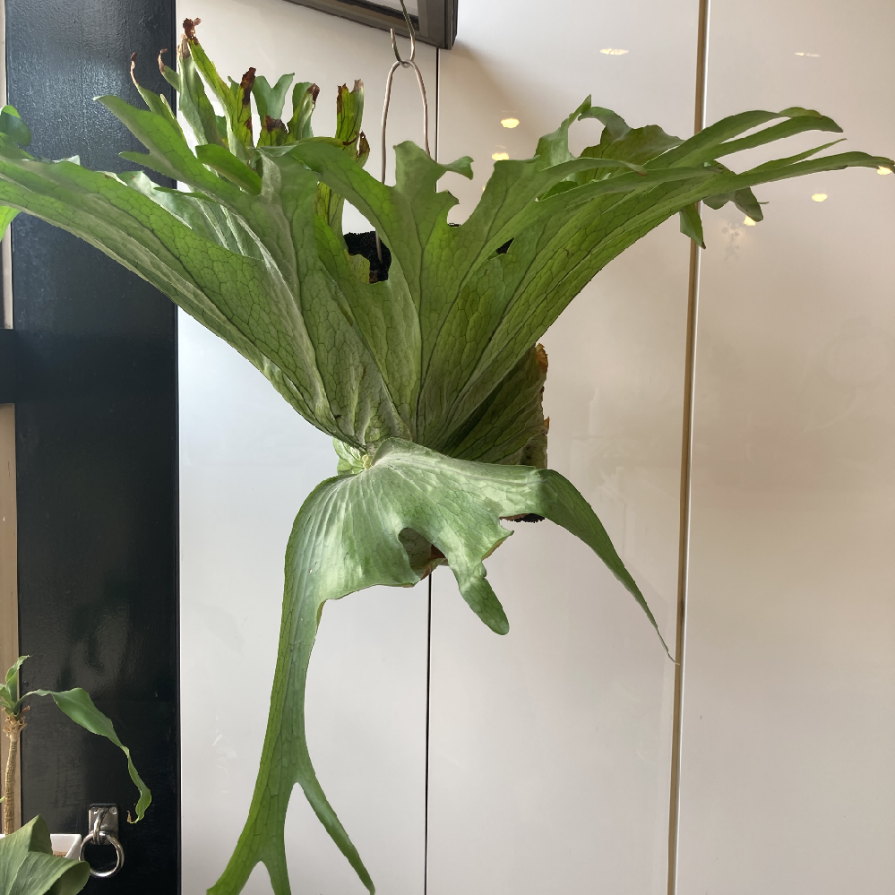 ビカクシダ スパーバム グランデ コルク付け - 植物/観葉植物