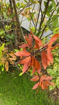 庭に植えてある月桂樹ですが 一部の枝だけ葉が黄色を越えて真っ赤になっていま Yahoo 知恵袋