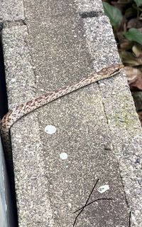 夕方車庫で見つけました。
これはアオダイショウの幼蛇でしょうか？ 
