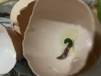 これは寄生虫ですか アジのわたぬきをしている時にでてきました 何かの寄生虫 Yahoo 知恵袋