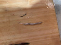 秋刀魚から 白い細いものが出てきました寄生虫ですか 寄生虫ならば Yahoo 知恵袋