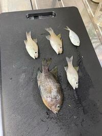 魚の名前が知りたいです 初めて魚を釣りました この画像の魚 Yahoo 知恵袋