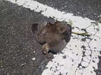 車のエンジンルームで死んでいる猫の駆除と処分の方法 猫が車のエ Yahoo 知恵袋