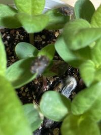 土の上のフサフサした白い物はなんですか カビですか Yahoo 知恵袋