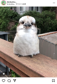 鳥の名前こちらの鳥は何という鳥でしょうか Instagramで見つけて 凄 Yahoo 知恵袋