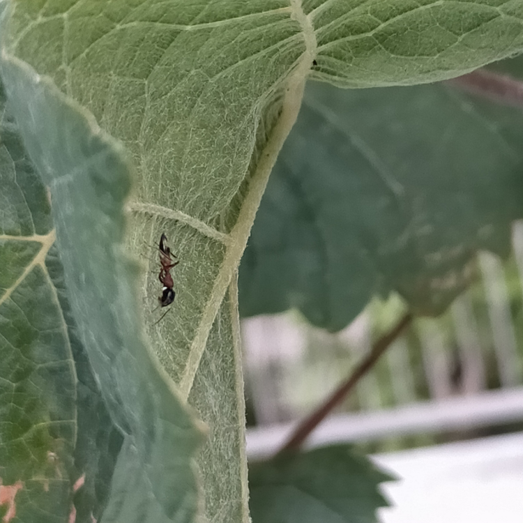 キャベツは春どり栽培が難しいとされている それは花芽分化して結球しない Yahoo 知恵袋