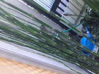 この竹のような植物はなんという名前でしょうか 生やしたままにしておくと何か Yahoo 知恵袋