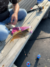 7月24日に 青森の浅虫海釣り公園に釣りに行ったらこの魚が釣れました この Yahoo 知恵袋