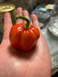 金魚が赤斑病になりました転覆病にもなっていて転覆病で長く浮いて Yahoo 知恵袋