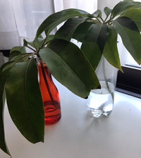 ツピタンサスの挿木方法 教えて下さい 根腐れをおこしてしまい 葉が 黒くな Yahoo 知恵袋