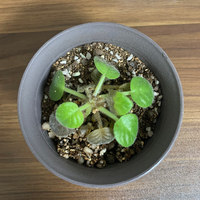 セントポーリア飼育について育てていた小さい苗のセントポーリアの葉の色が変色 Yahoo 知恵袋