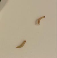 米びつの中にこんな幼虫が何匹もいたのですが一体なんの幼虫か分かりますか 気 Yahoo 知恵袋