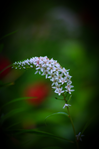 この花の名前を教えて下さい オカトラノオ属ですが 普通のオカトラノオ Yahoo 知恵袋