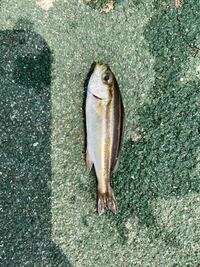 この魚は何か教えてください 釣り初心者です 大きさは5センチから12 Yahoo 知恵袋