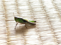 このバッタは何というバッタですか コバネイナゴですか 体長は2 Yahoo 知恵袋