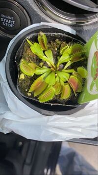 ハエトリグサを買ったのですが育て方とか今のこの子の健康状態を教え Yahoo 知恵袋