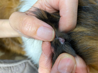 飼っている犬の耳にできものが出来ました これは何でしょうか 病院に行くべき Yahoo 知恵袋