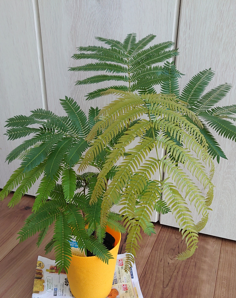 初めてセラミスを使って観葉植物を育てています(エバーフレッシュ 