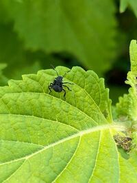 青シソに1mmくらいの黒い虫が葉っぱに大量にくっついています 葉を少し Yahoo 知恵袋