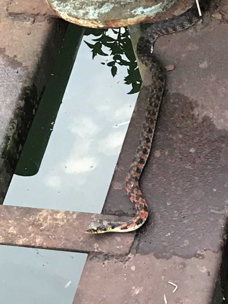 ウーパールーパーの水槽の水温を度以下にできないかと考えてい Yahoo 知恵袋