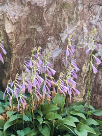 風水的に最強の樹木は しだれヤナギ だと聞いたのですが 本当なんですか Yahoo 知恵袋