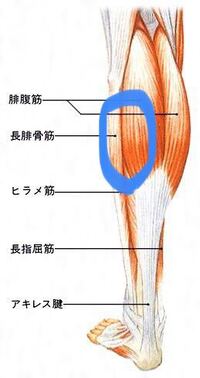 最近 ふくらはぎのマッサージで青で囲った部分を強い力でゴリゴリやっていまし Yahoo 知恵袋