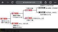 イシクラゲについての質問です イシクラゲはなぜ核と葉緑体がないので Yahoo 知恵袋