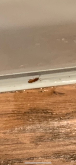 2日連続、で写真の虫が2〜3mmキッチンにいました。ゴキブリの赤ちゃんでしょうか？ 3週間前に新築に越してきました。 もし、ゴキブリで有れば対処法も教えて頂きたいです。宜しくお願い致します。