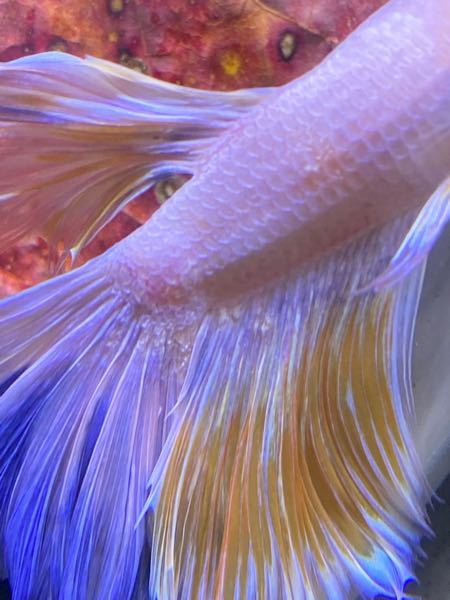 ベタのお腹やヒレの付け根あたりが爛れた ようになってしまっています 心做し Yahoo 知恵袋