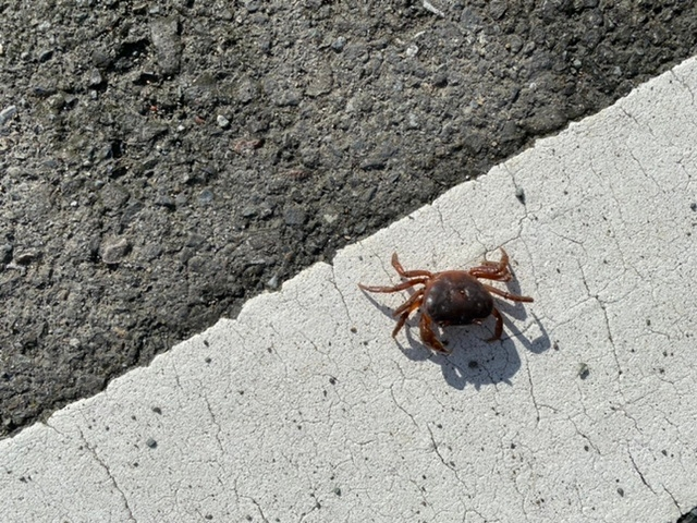 エサを食べない ユビナガホンヤドカリの飼育について質問させてください 潮干 Yahoo 知恵袋