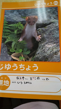 これってなんの動物ですか イタチ オコジョ テン 百均の自由帳です なまえ Yahoo 知恵袋