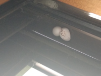 窓のサッシにあったのですが なんの卵かわかりますか コガネ Yahoo 知恵袋