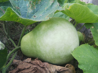 ホームセンターで買ったスイカの苗の台木を育てたところ 写真の実がなりました Yahoo 知恵袋