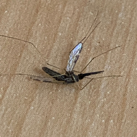 この蚊はなんですか？口の吸う部分が普通の蚊より太く、体調7mm〜1cm