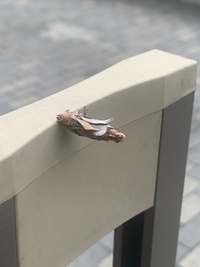 家のあちこちに発生してしまったのですが葉っぱを背負った虫の正体が知りたいで Yahoo 知恵袋